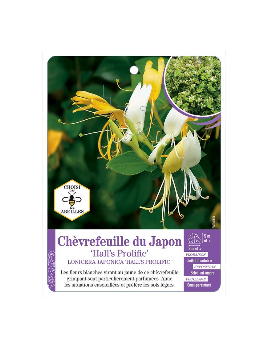 LONICERA JAPONICA HALL'S PROLIFIC voir Chèvrefeuille du Japon