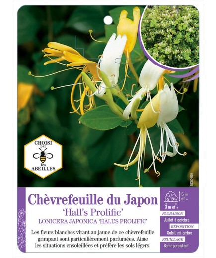 LONICERA JAPONICA HALL'S PROLIFIC voir Chèvrefeuille du Japon