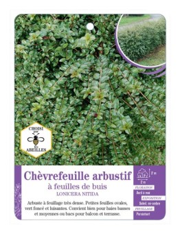 LONICERA NITIDA voir Chèvrefeuille arbustif à feuilles de buis