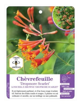 LONICERA X BROWNII DROPMORE SCARLET voir Chèvrefeuille