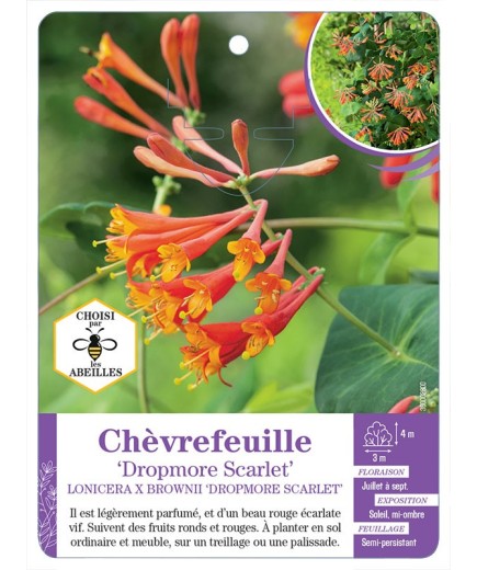 LONICERA X BROWNII DROPMORE SCARLET voir Chèvrefeuille