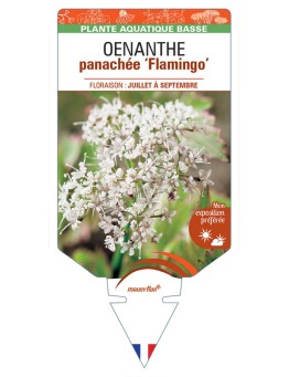 OENANTHE (fistulosa) panachée Flamingo