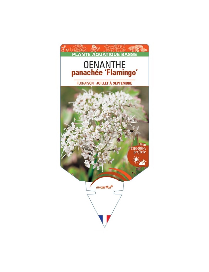 OENANTHE (fistulosa) panachée Flamingo