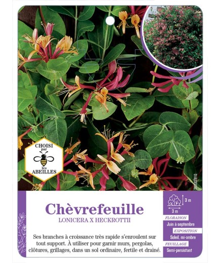 LONICERA X HECKROTTII voir Chèvrefeuille
