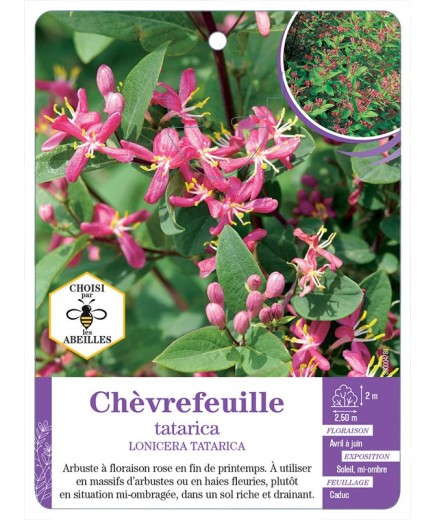 LONICERA TATARICA voir Chèvrefeuille