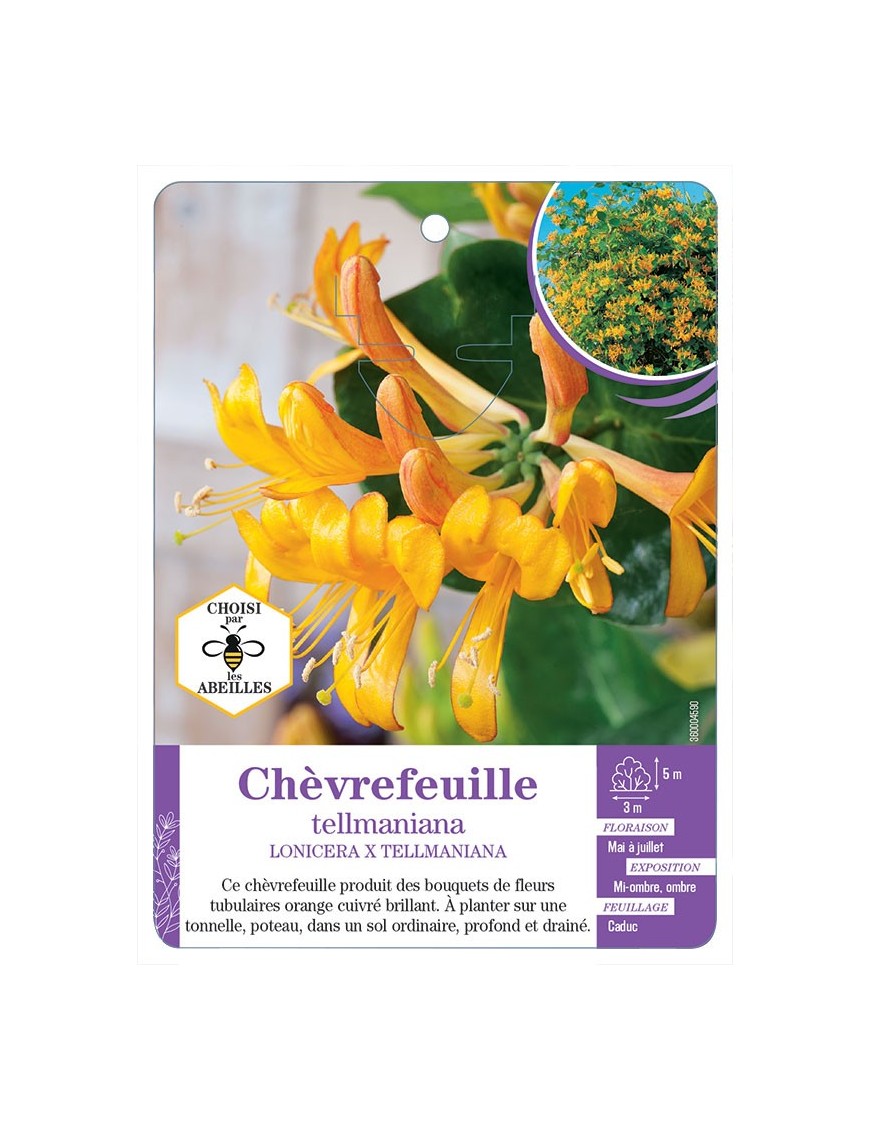 LONICERA X TELLMANIANA voir Chèvrefeuille