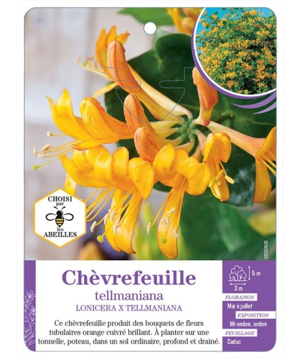 LONICERA X TELLMANIANA voir Chèvrefeuille