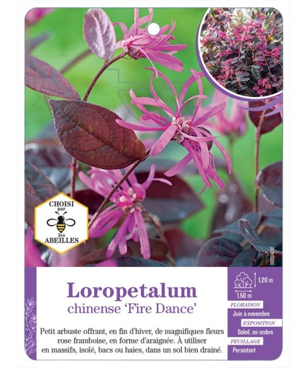 LOROPETALUM CHINENSE FIRE DANCE