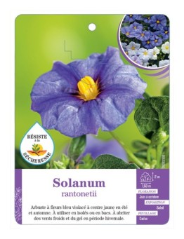LYCIANTHES RANTONETII voir Solanum