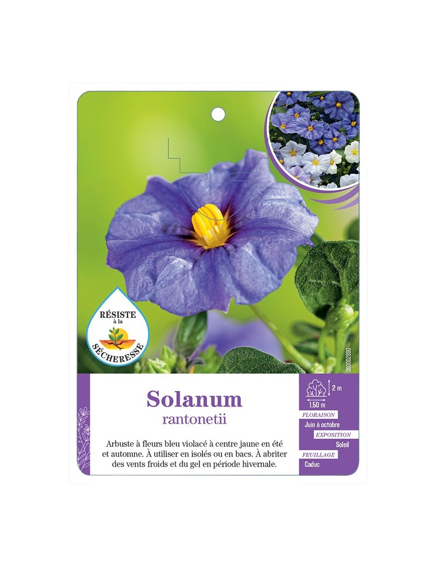 LYCIANTHES RANTONETII voir Solanum