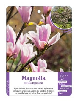 MAGNOLIA SOULANGEANA