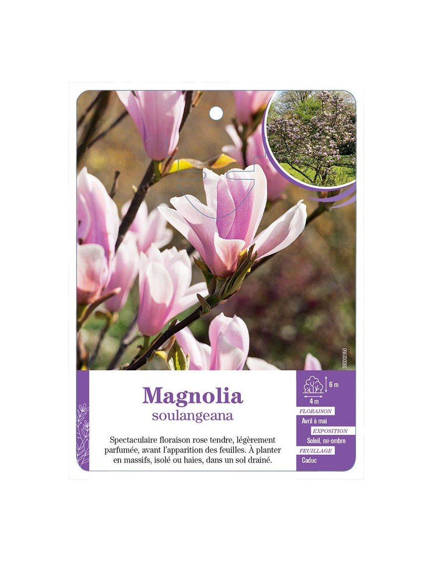MAGNOLIA SOULANGEANA