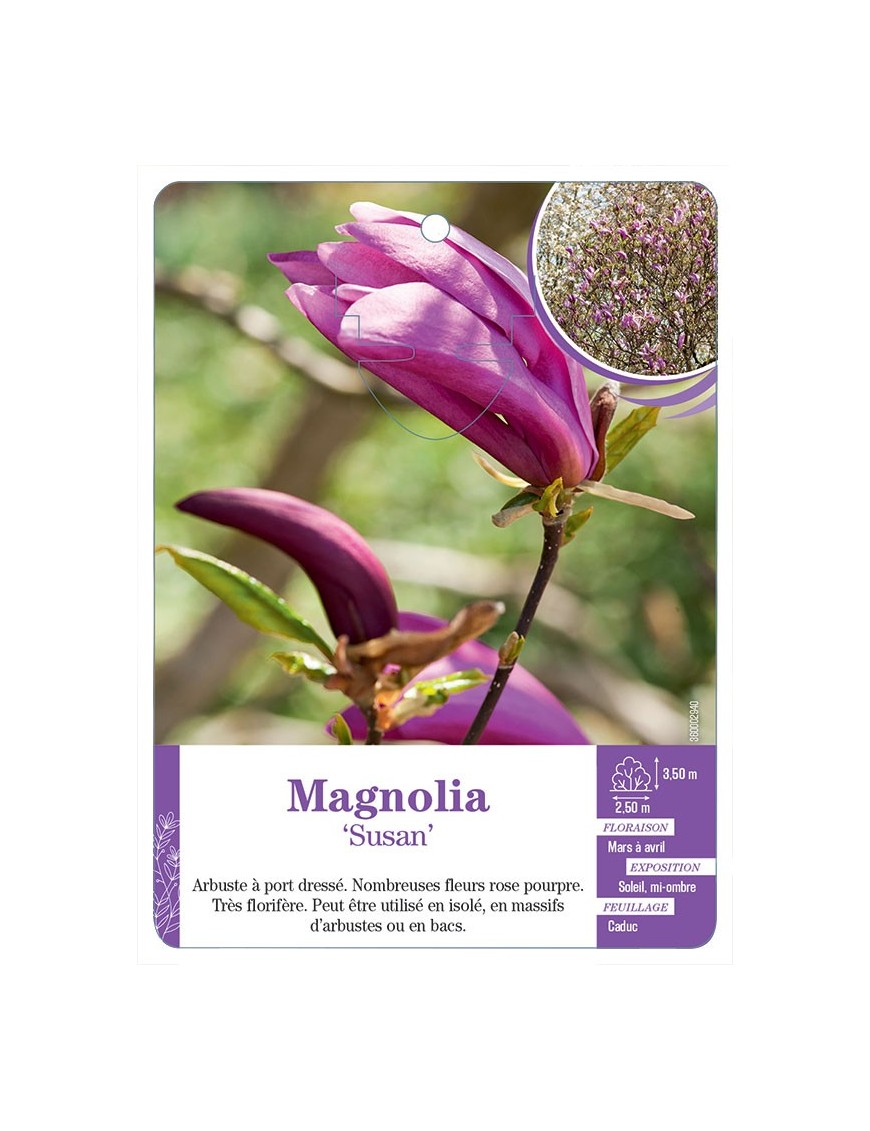 MAGNOLIA SUSAN