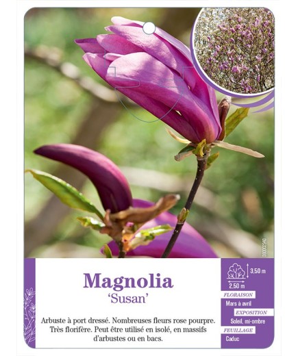 MAGNOLIA SUSAN
