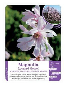 MAGNOLIA X LOEBNERI LEONARD MESSEL