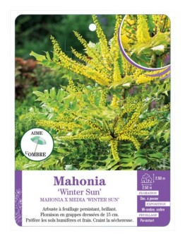 MAHONIA X MEDIA WINTER SUN