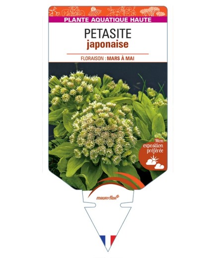 PETASITES japonicus
