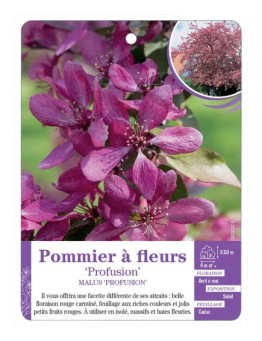 MALUS PROFUSION voir Pommier à fleurs