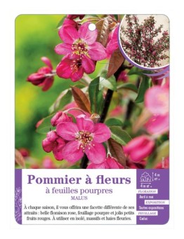 MALUS voir Pommier à fleurs à feuilles pourpres