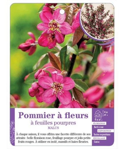MALUS voir Pommier à fleurs à feuilles pourpres
