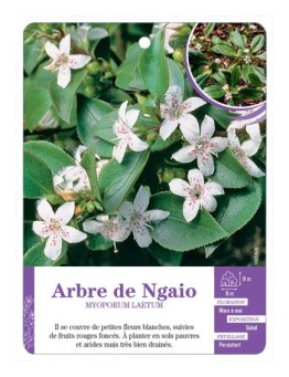 MYOPORUM LAETUM voir Arbre de Ngaio