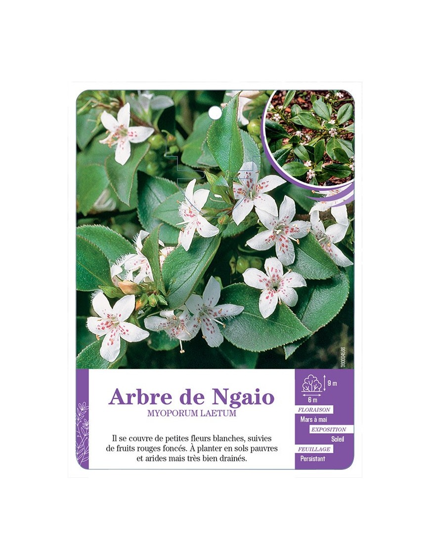 MYOPORUM LAETUM voir Arbre de Ngaio