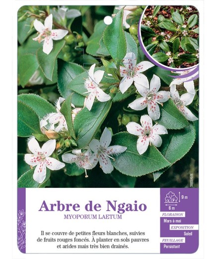MYOPORUM LAETUM voir Arbre de Ngaio