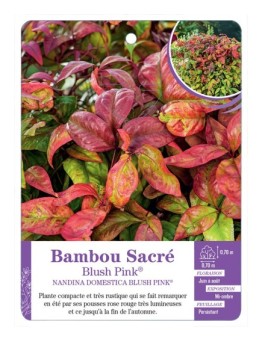 NANDINA DOMESTICA BLUSH PINK® voir Bambou sacré