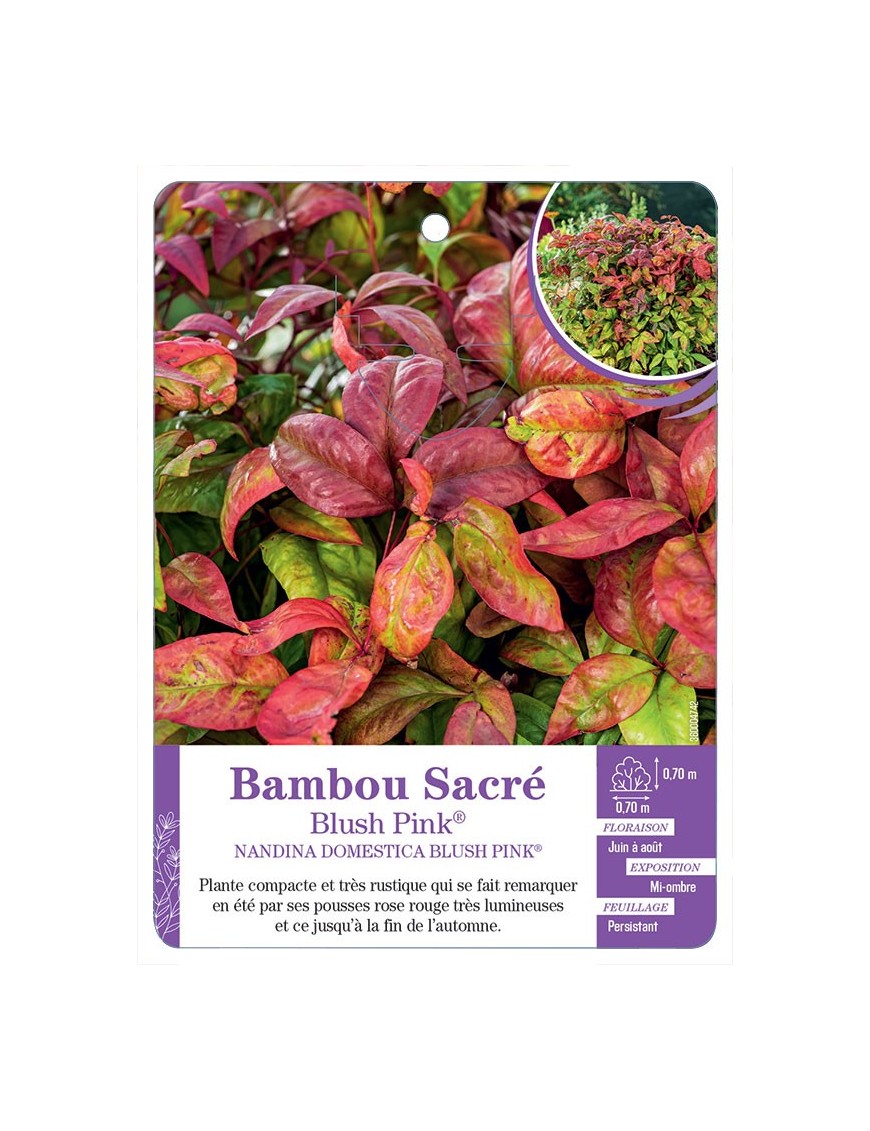 NANDINA DOMESTICA BLUSH PINK® voir Bambou sacré