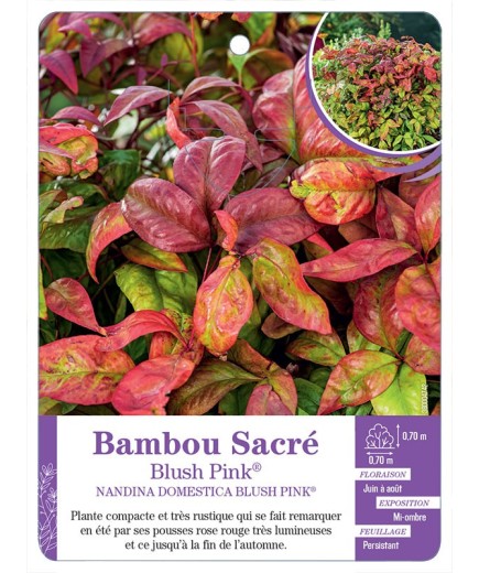 NANDINA DOMESTICA BLUSH PINK® voir Bambou sacré
