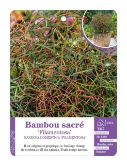 NANDINA DOMESTICA FILAMENTOSA voir Bambou sacré