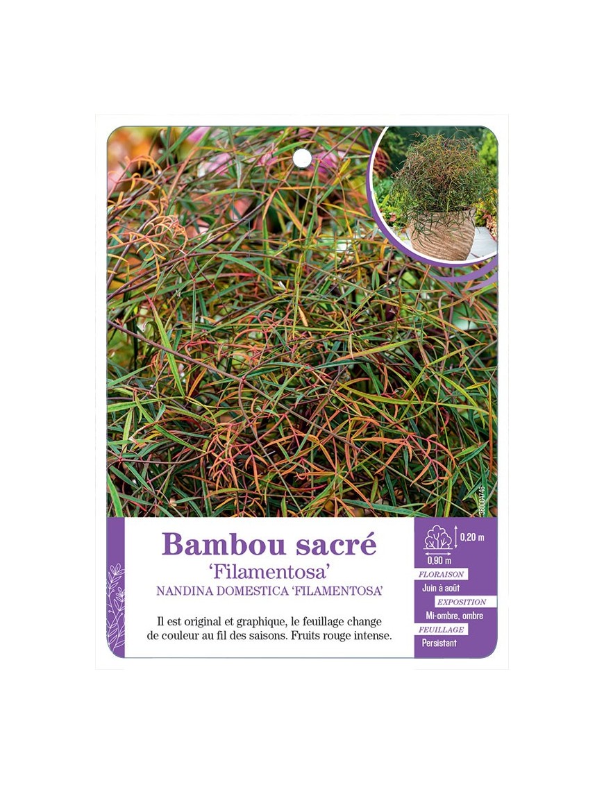 NANDINA DOMESTICA FILAMENTOSA voir Bambou sacré