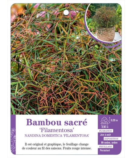 NANDINA DOMESTICA FILAMENTOSA voir Bambou sacré