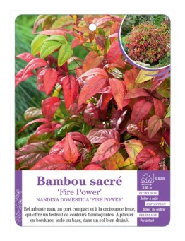 NANDINA DOMESTICA FIRE POWER voir Bambou sacré