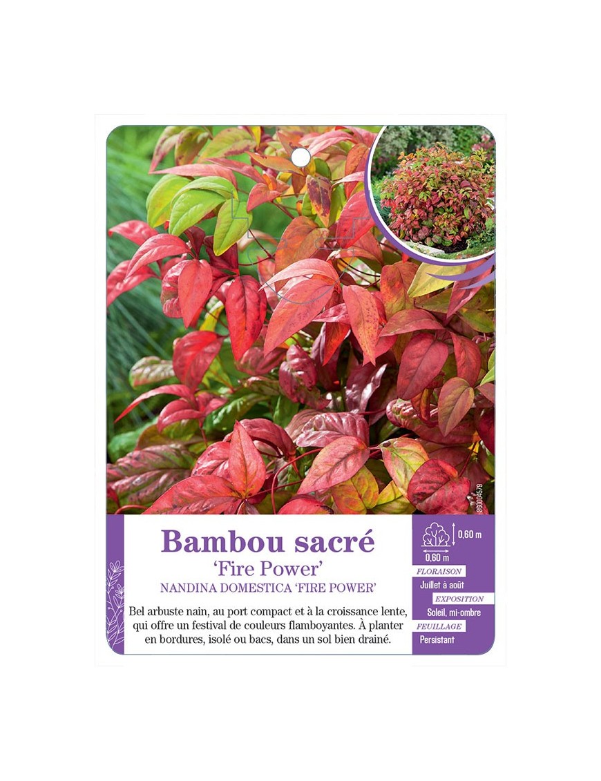 NANDINA DOMESTICA FIRE POWER voir Bambou sacré