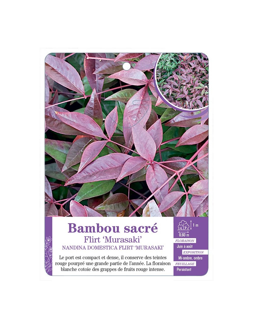 NANDINA DOMESTICA FLIRT MURASAKI voir Bambou sacré