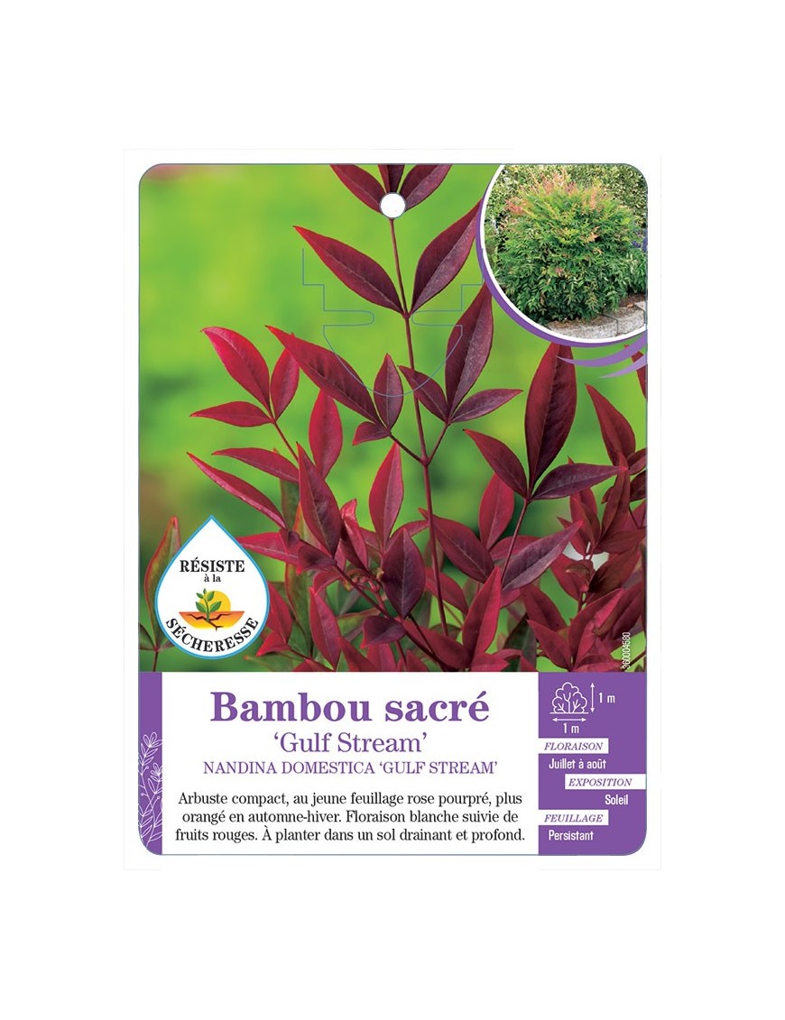 NANDINA DOMESTICA GULF STREAM voir Bambou sacré