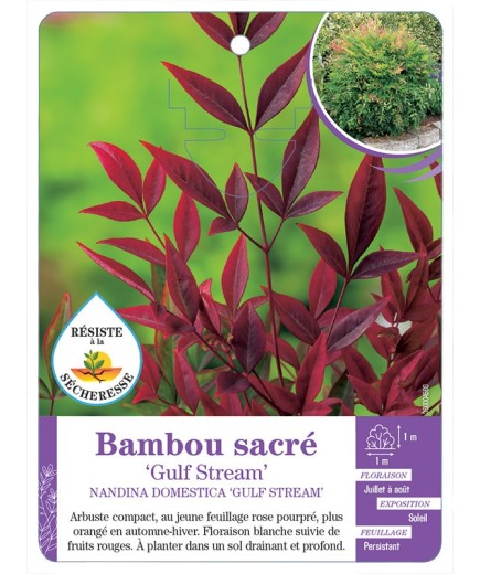 NANDINA DOMESTICA GULF STREAM voir Bambou sacré