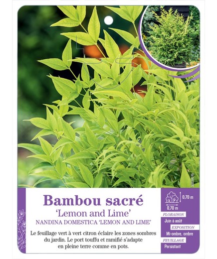 NANDINA DOMESTICA LEMON AND LIME voir Bambou sacré