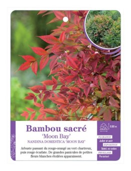 NANDINA DOMESTICA MOON BAY voir Bambou sacré
