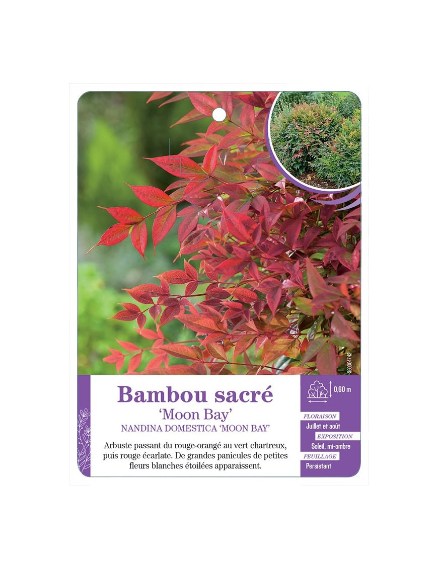 NANDINA DOMESTICA MOON BAY voir Bambou sacré