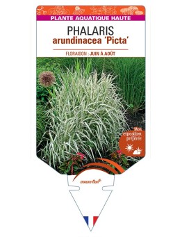 PHALARIS arundinacea Picta