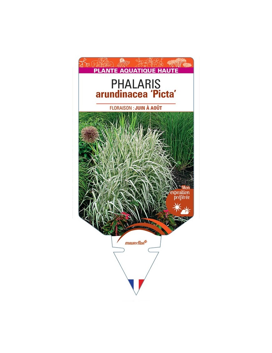 PHALARIS arundinacea Picta