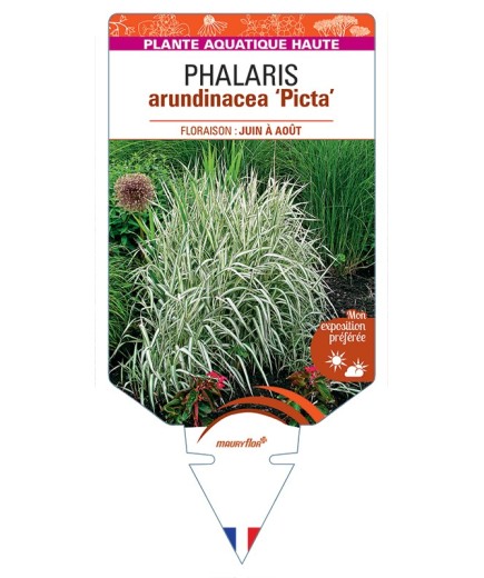 PHALARIS arundinacea Picta