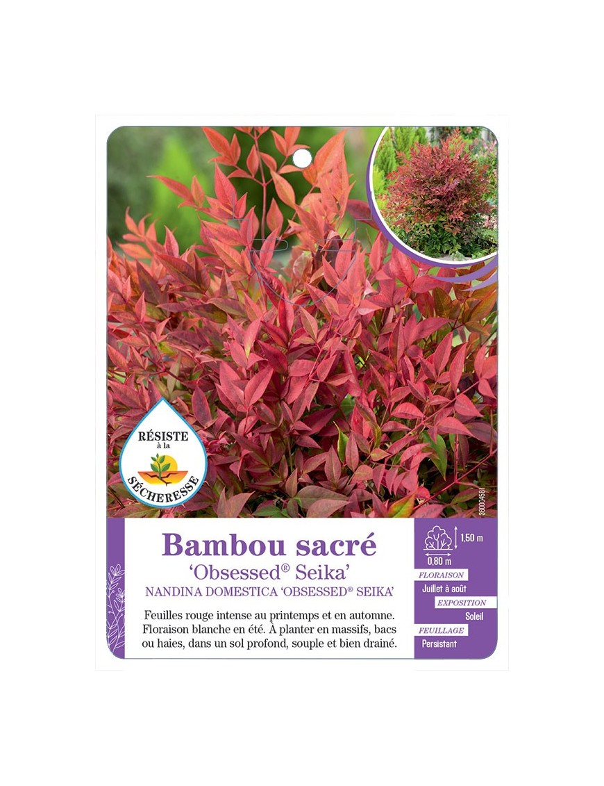 NANDINA DOMESTICA OBSESSED® SEIKA voir Bambou sacré
