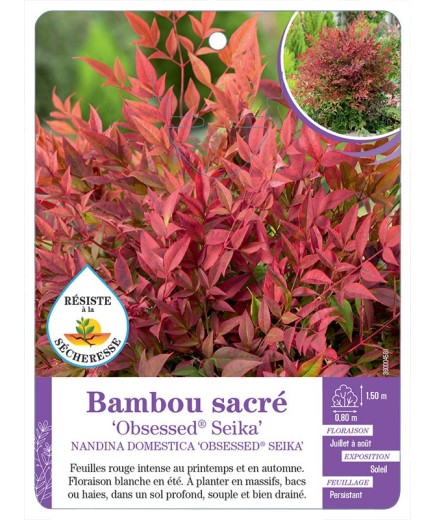 NANDINA DOMESTICA OBSESSED® SEIKA voir Bambou sacré
