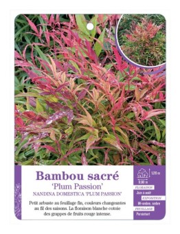 NANDINA DOMESTICA PLUM PASSION voir Bambou sacré