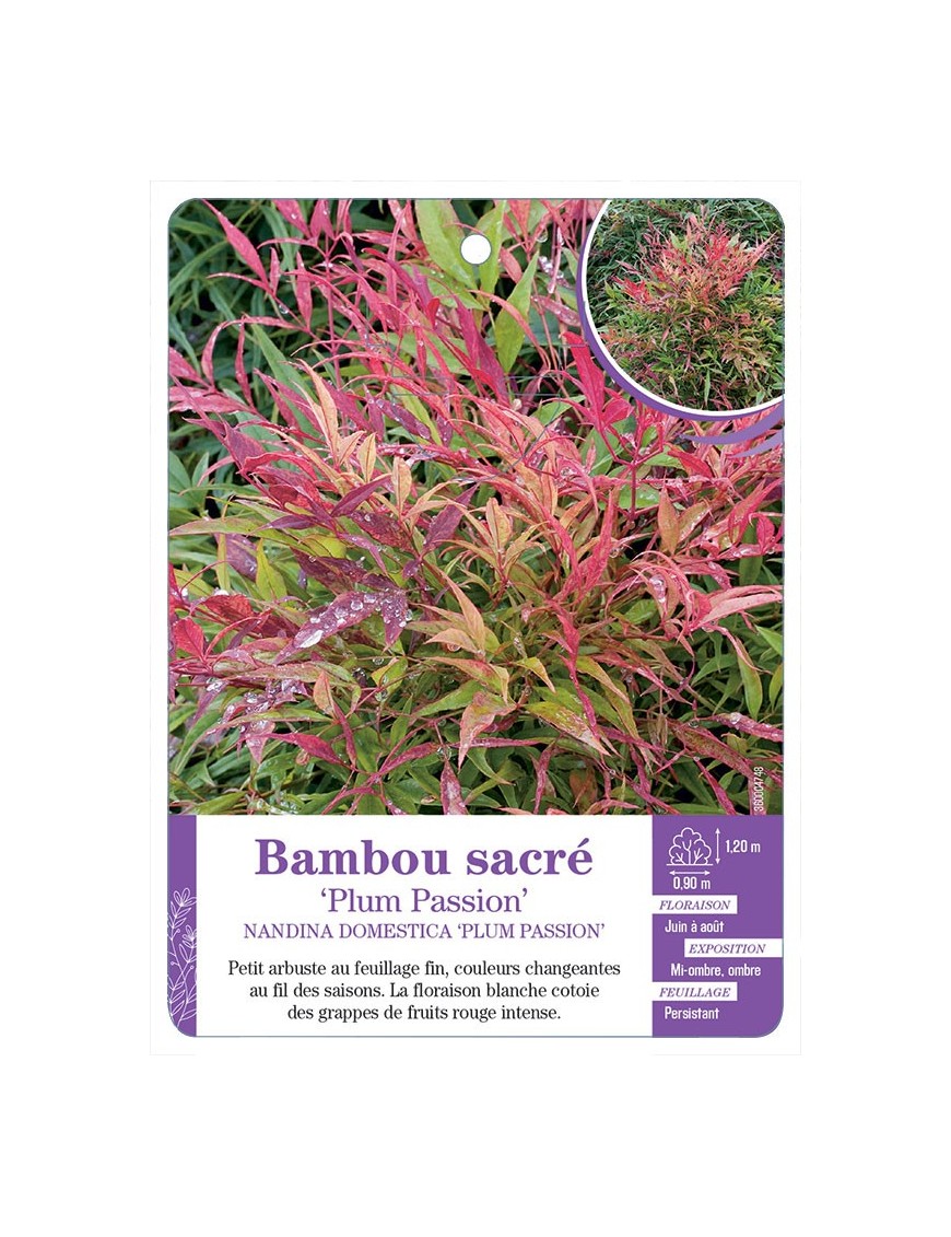 NANDINA DOMESTICA PLUM PASSION voir Bambou sacré