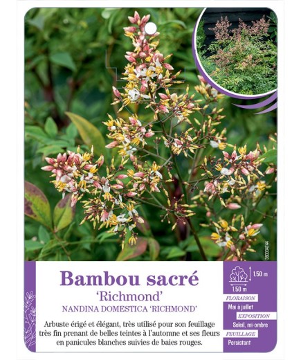NANDINA DOMESTICA RICHMOND voir Bambou sacré