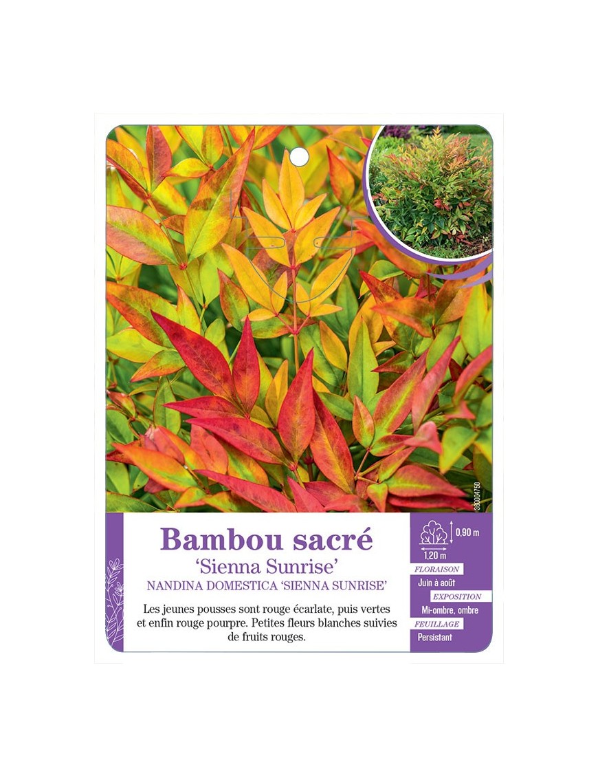 NANDINA DOMESTICA SIENNA SUNRISE voir Bambou sacré